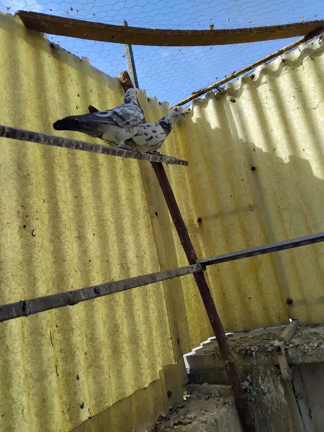 کفتر|پرنده|پاکدشت, پاکدشت (مامازند)|دیوار