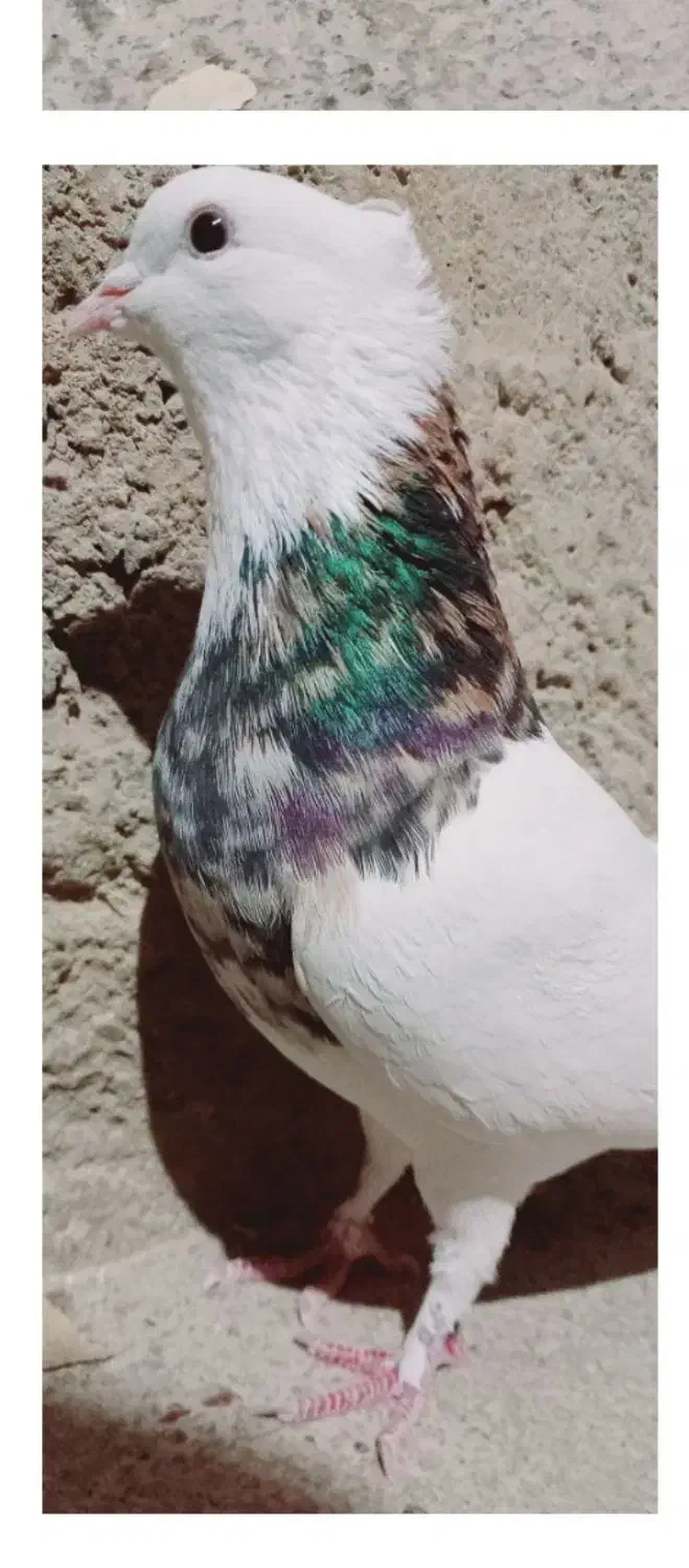 سه جفت طوقی|پرنده|لردگان, |دیوار