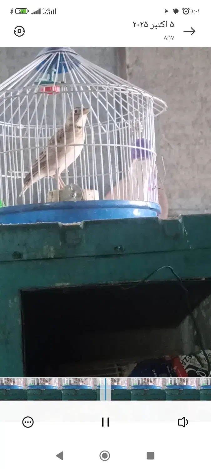 جوجه سهره خاکی|پرنده|مشهد, رباط طرق|دیوار