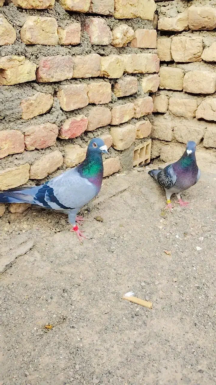 جوفت گاه المانی|پرنده|رضویه, |دیوار