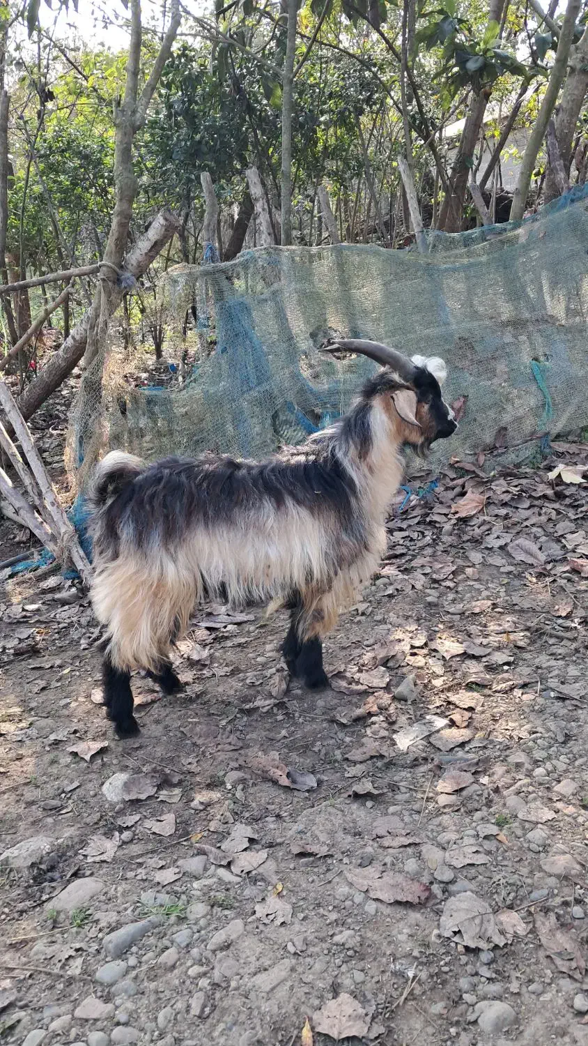 بز نر ۱ ساله حدود ۳۵ کیلویی گوسفند|حیوانات مزرعه|رشت, بازار|دیوار