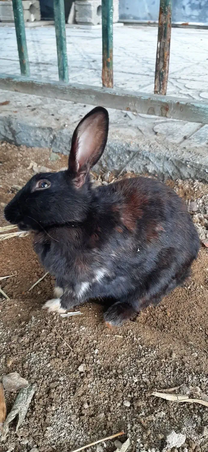 خرگوش بزرگ آبستن|موش و خرگوش|اوز, |دیوار