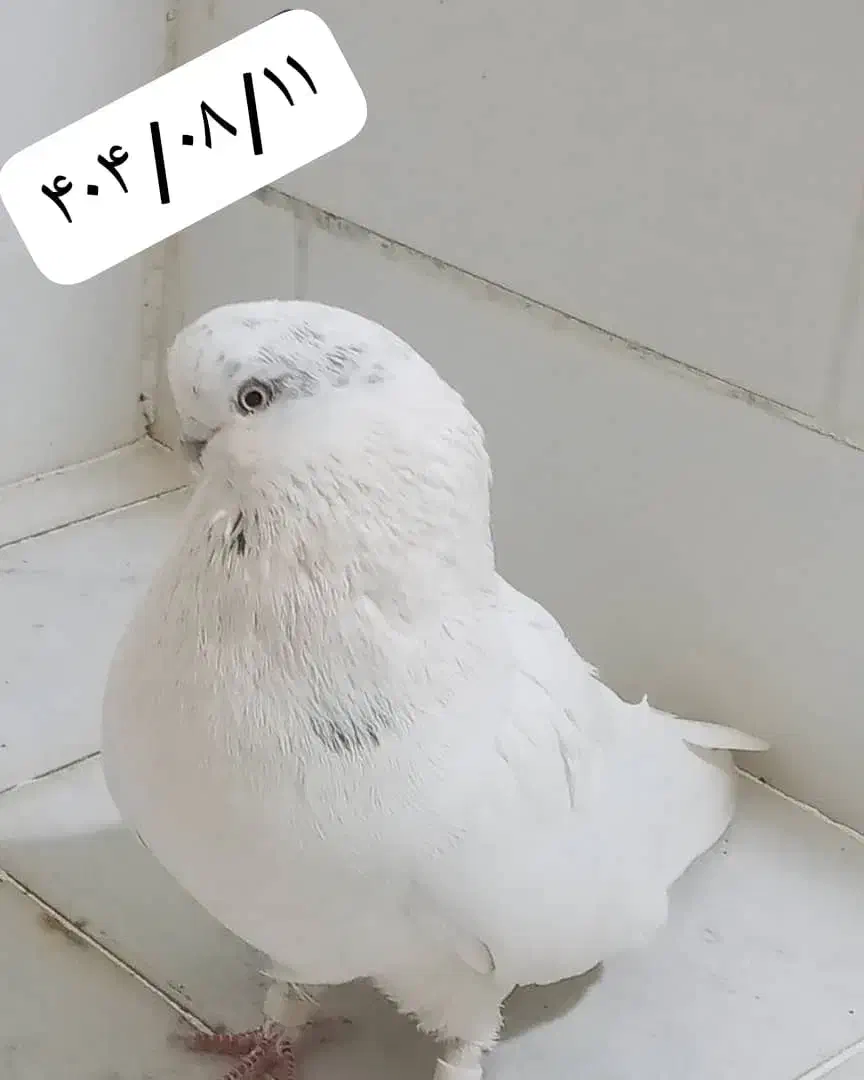 کبوتر نر نوک قنار|پرنده|بروجن, |دیوار