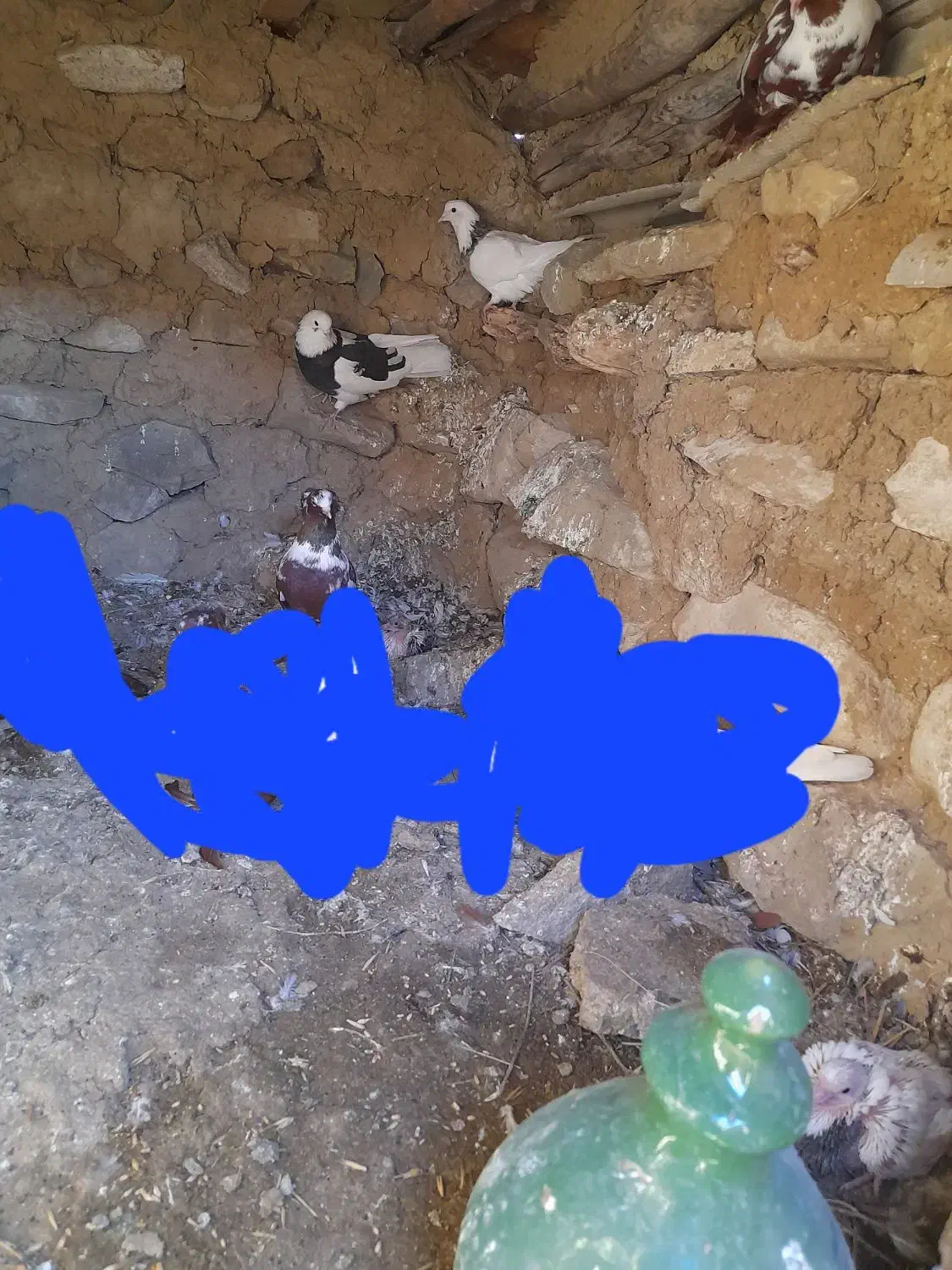 ۶ عدد کبوتر ککیلی کلفه.فیلی|پرنده|اردبیل, |دیوار