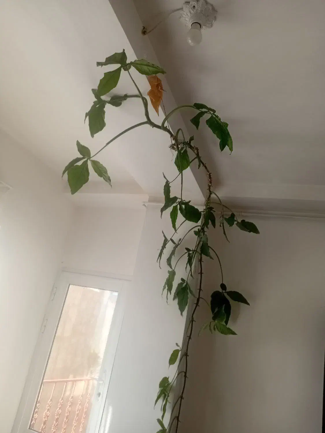 گل زیبا برای کنار پنجره|گل و گیاه طبیعی|قروه, |دیوار