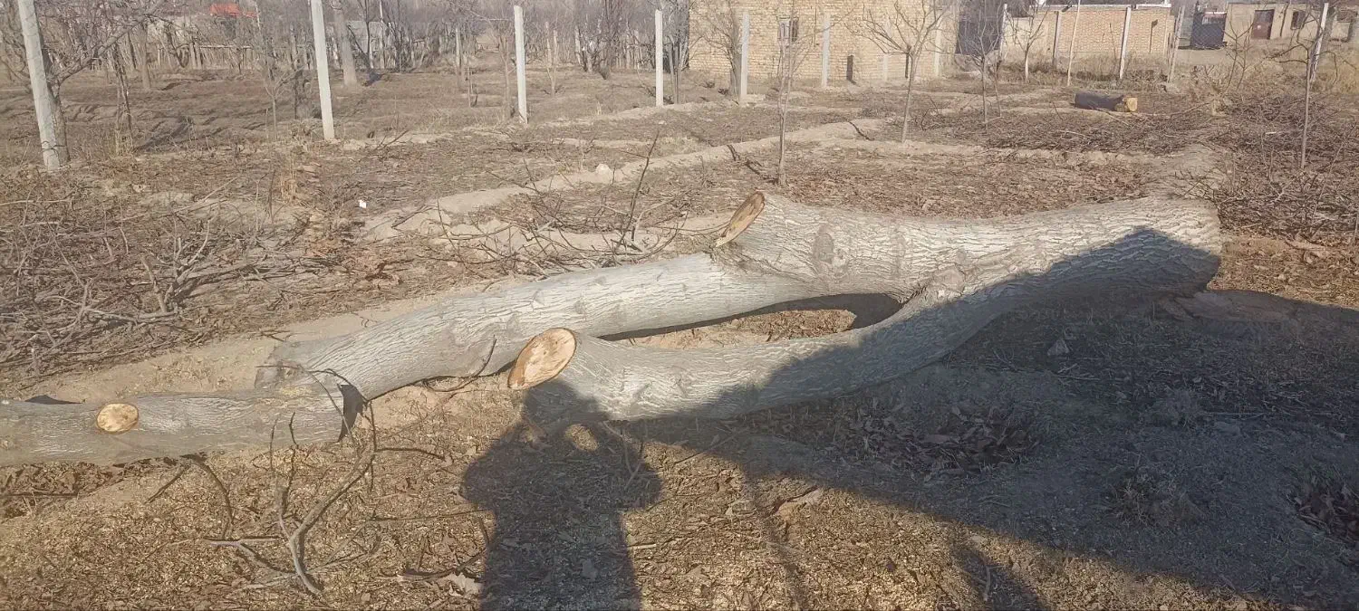 خرید چوب قطع درخت و هرس|خدمات باغبانی و درختکاری|چناران, |دیوار