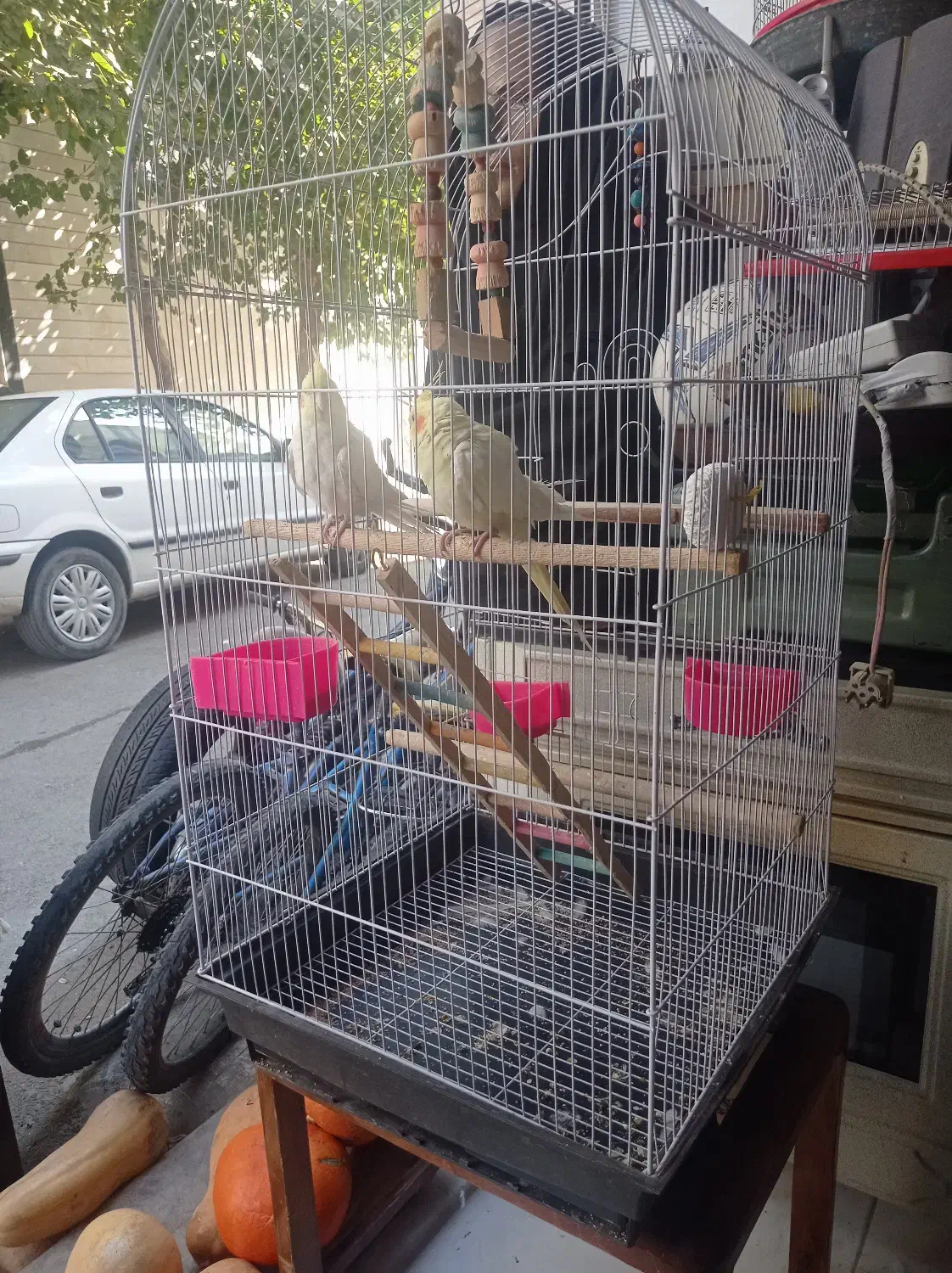 عروس هلندی|پرنده|رباطکریم, نصیرشهر|دیوار