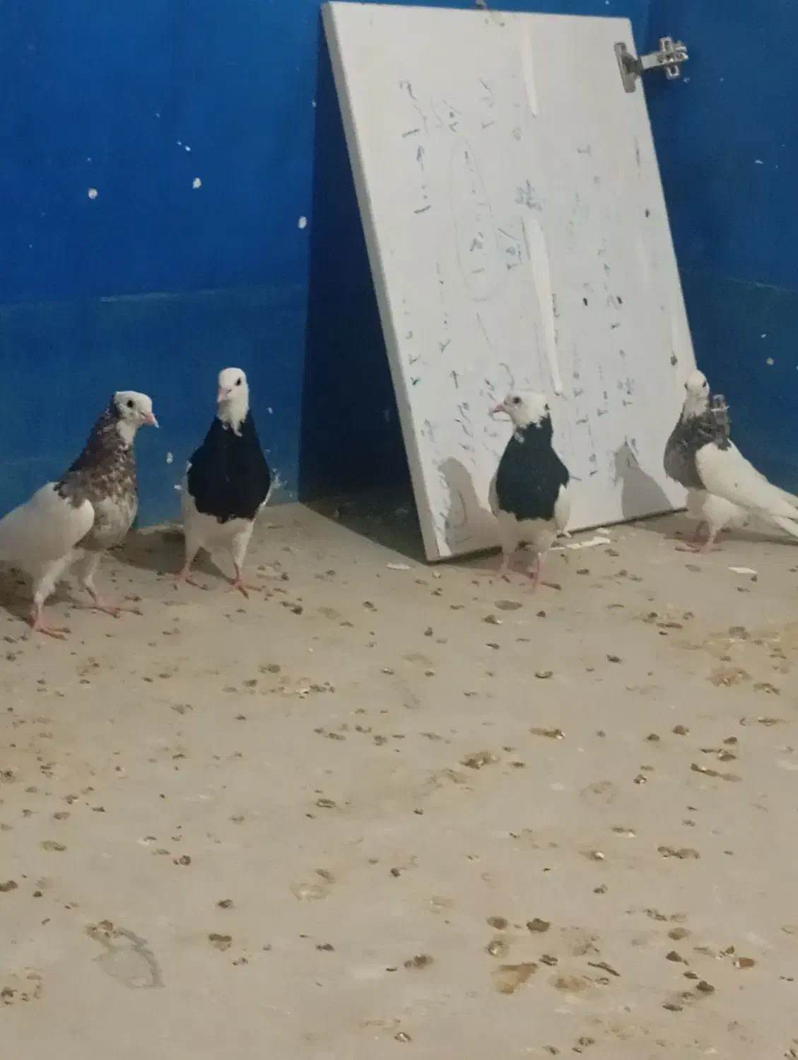 کبوتر طوقی|پرنده|لامرد, |دیوار