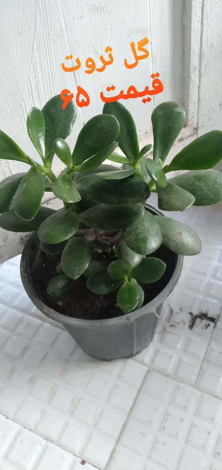 گل های زیبا|گل و گیاه طبیعی|آستارا, |دیوار