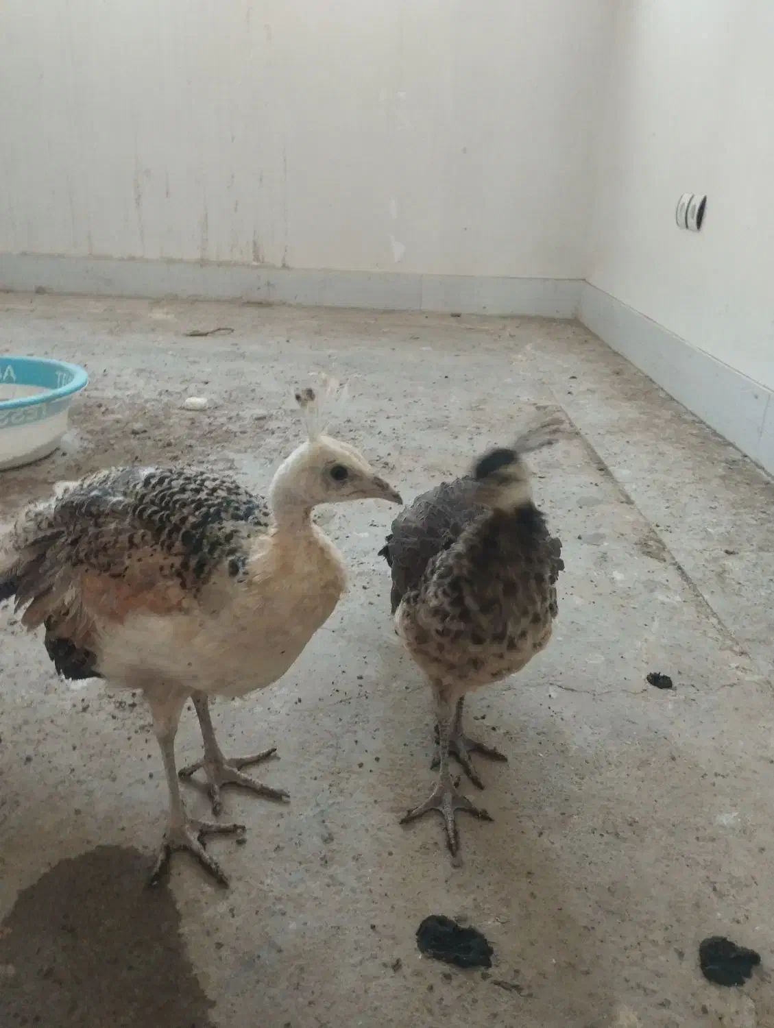 طاووس|پرنده|بیرجند, |دیوار