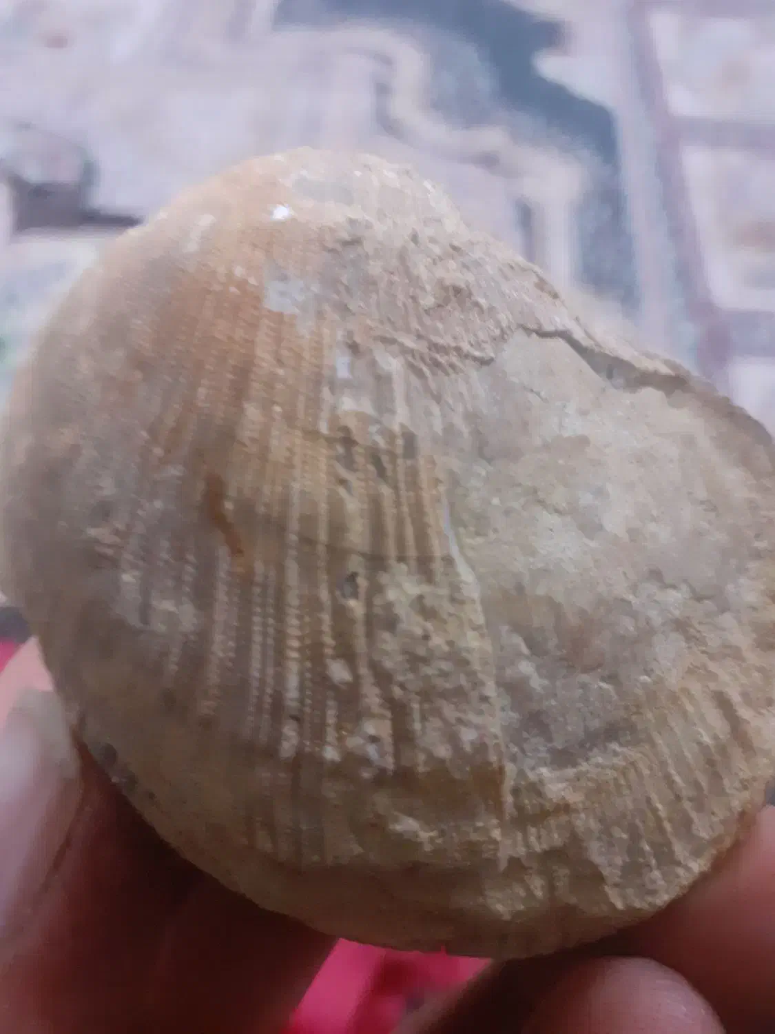 فسیل|کلکسیون اشیاء عتیقه|کاشان, فاز ۱ ناجی آباد|دیوار