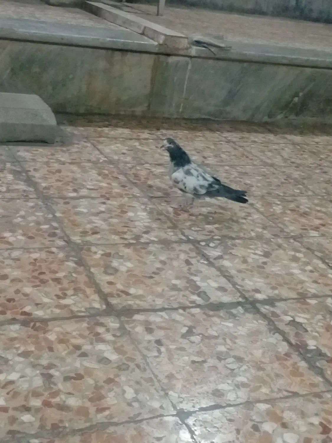 جوجه پاکستانی باخت دادم|پرنده|ایذه, |دیوار