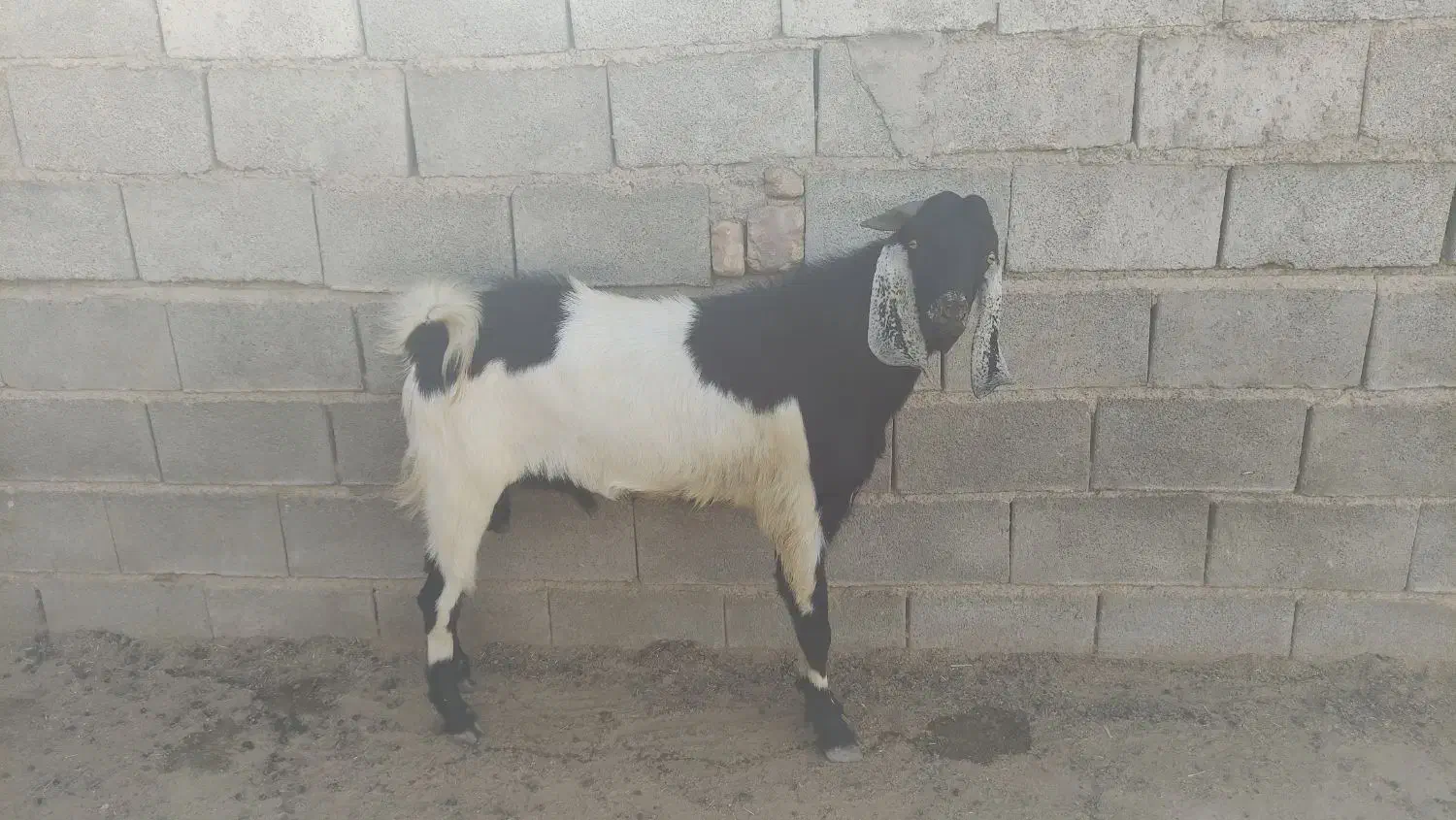 فروش 2عدد دوبر بخته شده 2عدد چپش|حیوانات مزرعه|جنت, |دیوار