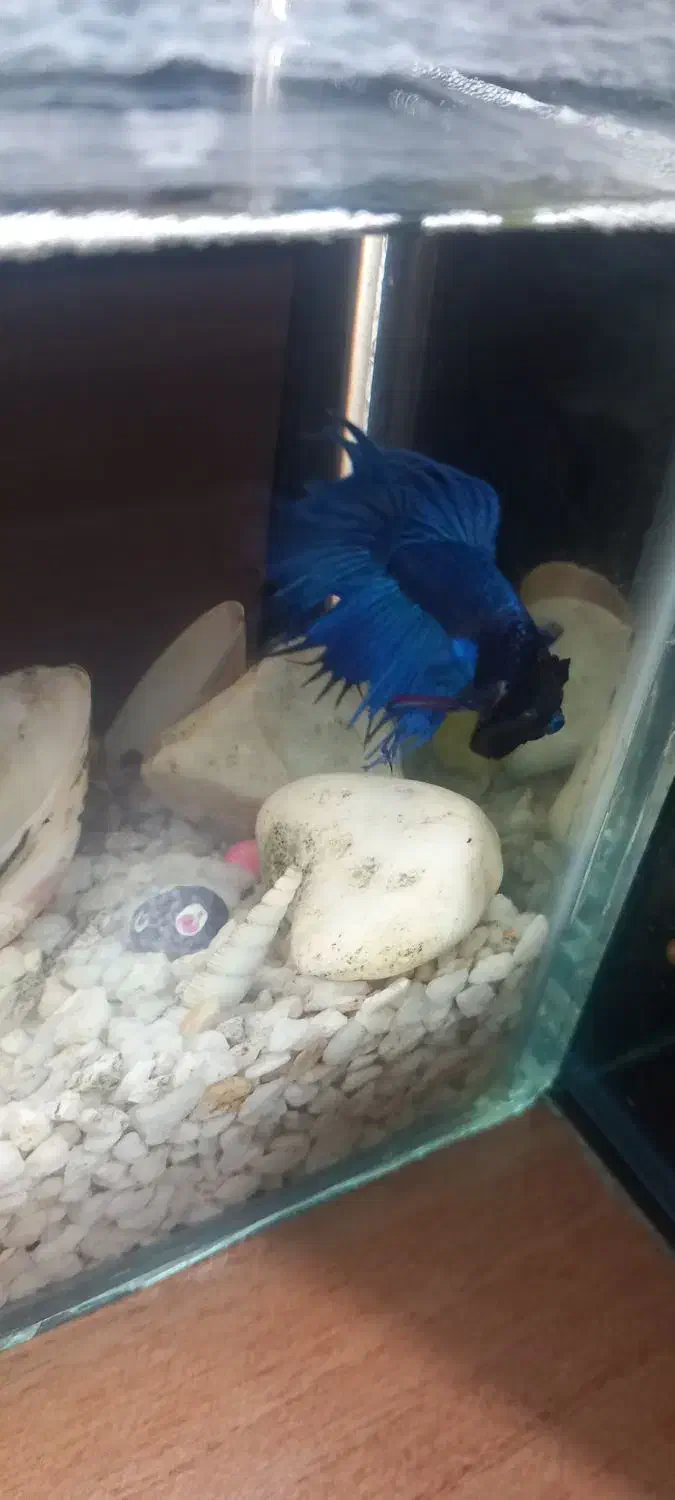 ماهی فایتر|ماهی|تهران, تهرانپارس شرقی|دیوار