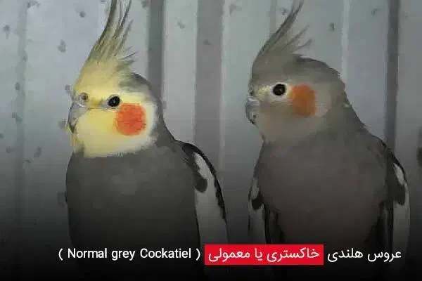 عروس هلندی جفت سخنگو|پرنده|تهران, سلسبیل جنوبی|دیوار