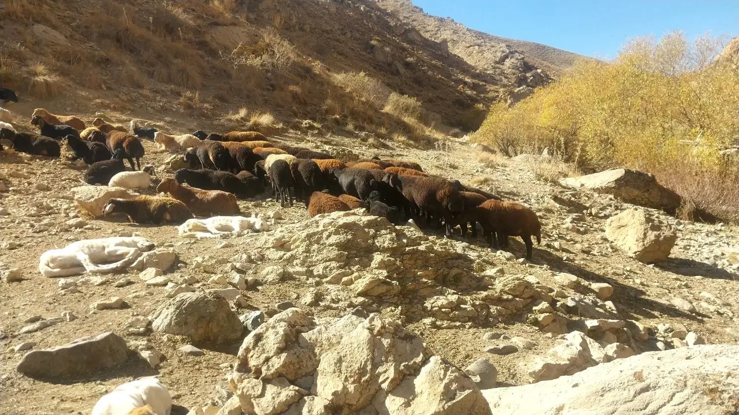 فروش گوسفند ۴۷عدد|حیوانات مزرعه|انگوران, |دیوار