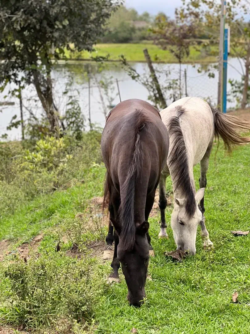 ویلای دو درخت|اجارهٔ کوتاهمدت ویلا و باغ|رشت, پسیخان|دیوار