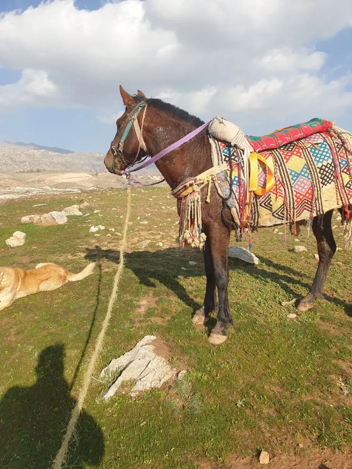 اسب|اسب و تجهیزات اسب‌سواری|آبدانان, |دیوار