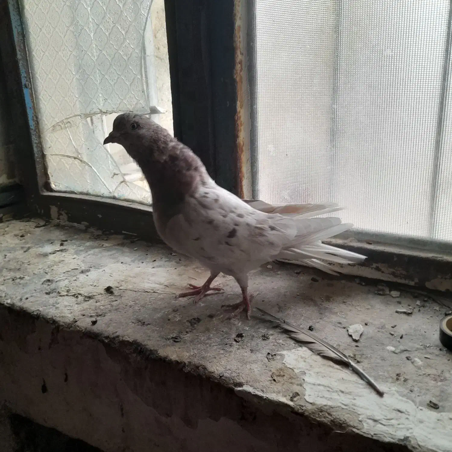 سرور و کاشان و طوقی|پرنده|مسجد سلیمان, |دیوار