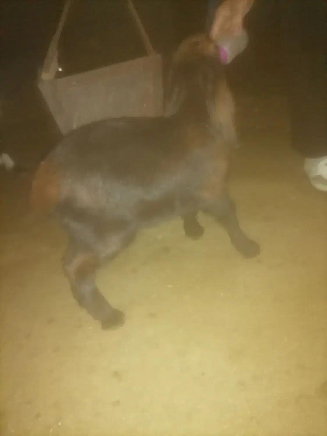 بزغاله خوشتیپ|حیوانات مزرعه|تربت‌حیدریه, فردوسی جنوبی|دیوار