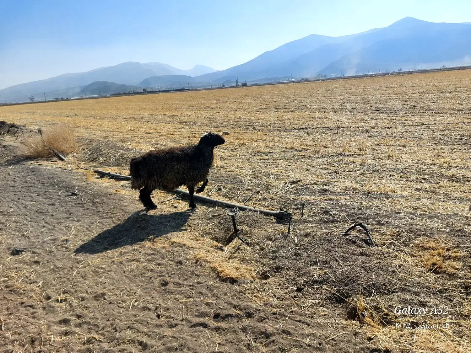 شیشک قوچ جوان|حیوانات مزرعه|پاسارگاد, |دیوار