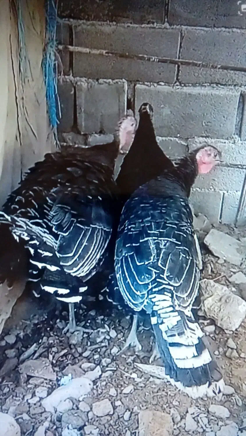 بوقلمون نر|حیوانات مزرعه|قوچان, |دیوار