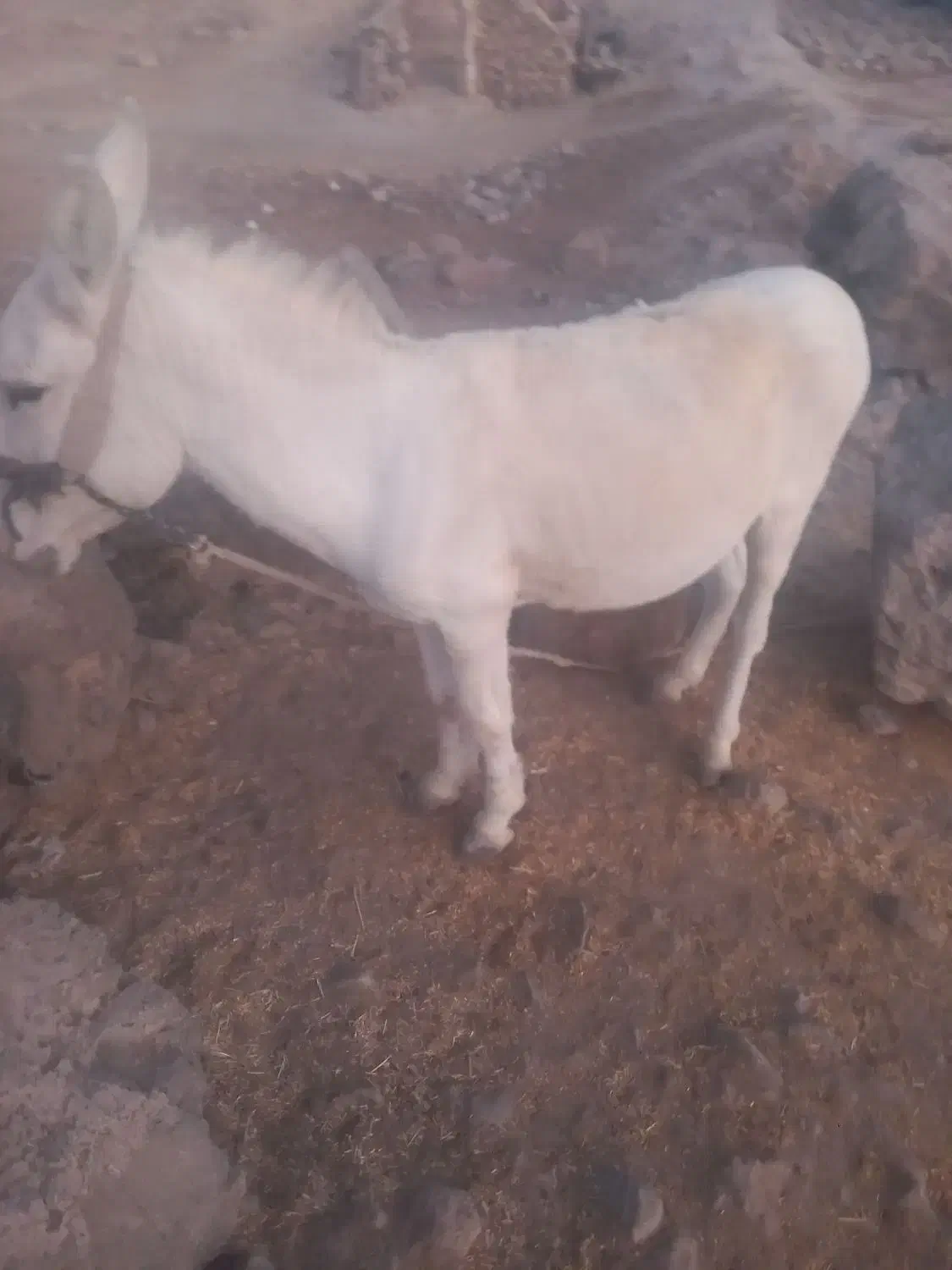 الاغ فروشی|حیوانات مزرعه|کنار تخته و کمار, |دیوار