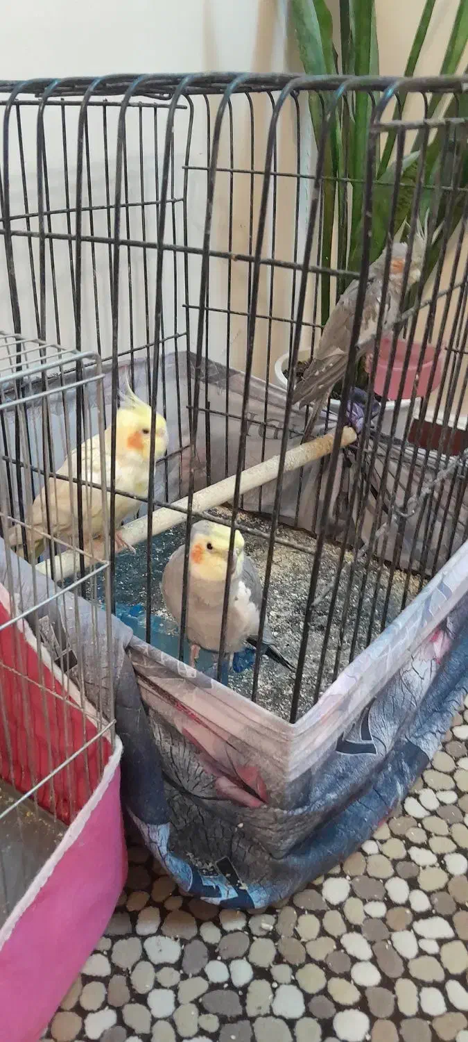 یه جفت طوطی مولد با جوجه سخنگو شش کلام|پرنده|تهران, جوادیه تهرانپارس|دیوار