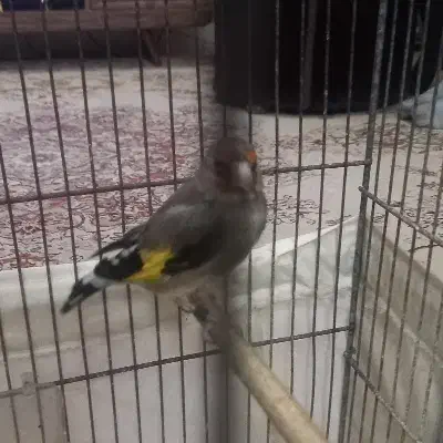 سره قناری|پرنده|مشهد, حجت|دیوار