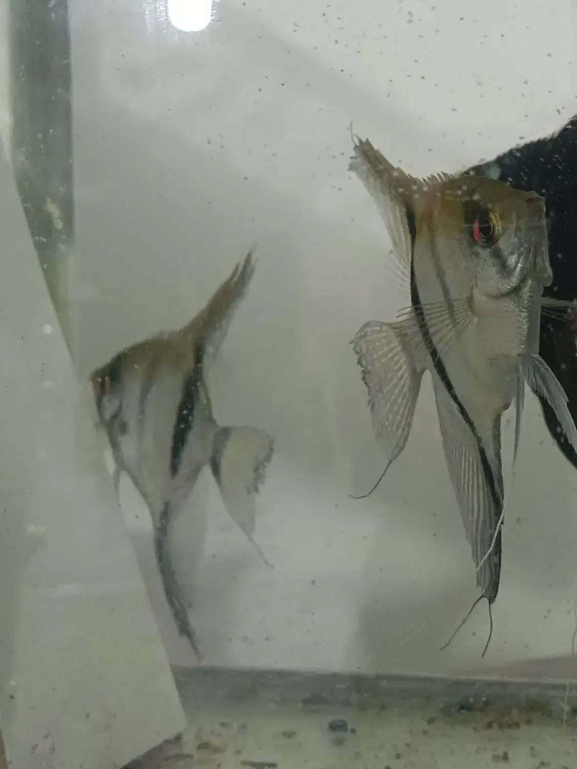 آنجل  تضمینی|ماهی|سلماس, |دیوار