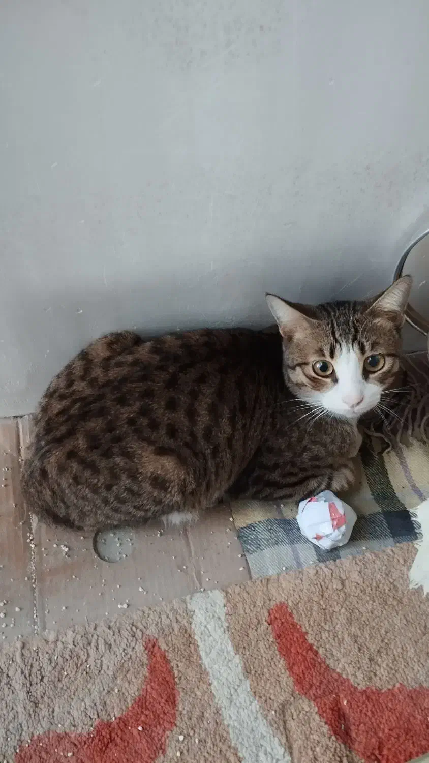 گربه خانگی|گربه|گنبد کاووس, |دیوار