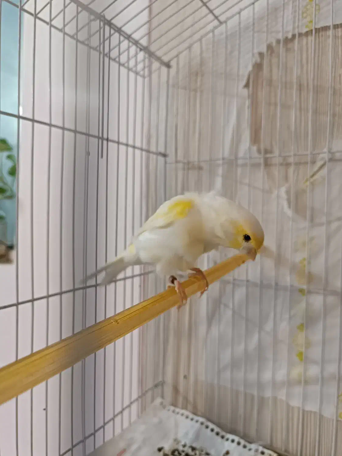 قناری موزاییکی زرد اورجینال|پرنده|سبزوار, ولیعصر (نجار آباد)|دیوار