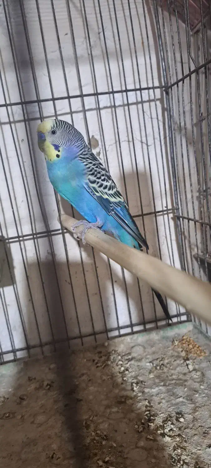 مرغ عشق خوش رنگ|پرنده|پارسآباد, |دیوار