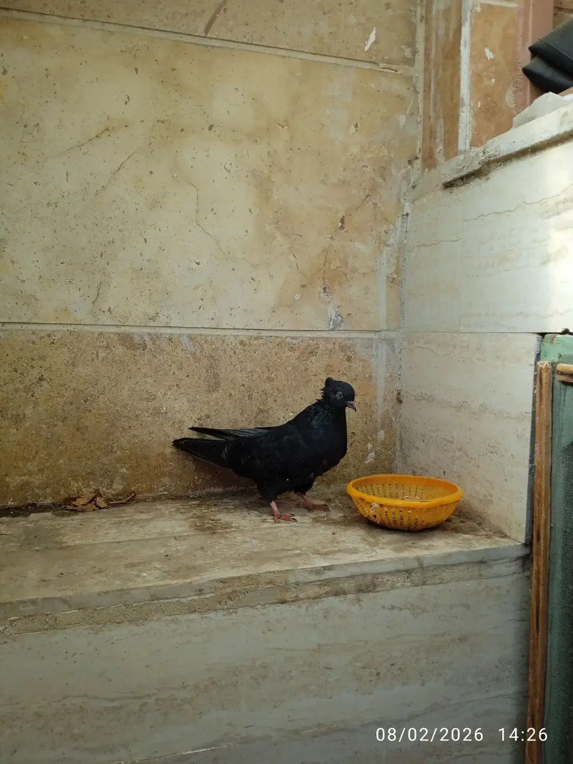 یک جفت زاغ|حراج|بروجرد, |دیوار