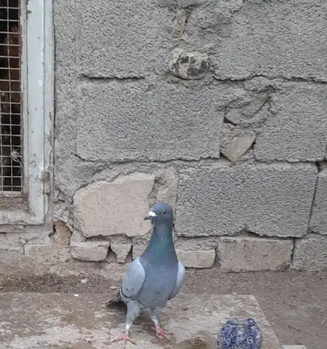 کبوتر|پرنده|میانه, |دیوار