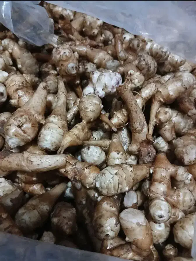 یارماسی شلغم یا سیب زمینی  برای ترشی و شور|خوردنی و آشامیدنی|رشت, پیرسرا|دیوار