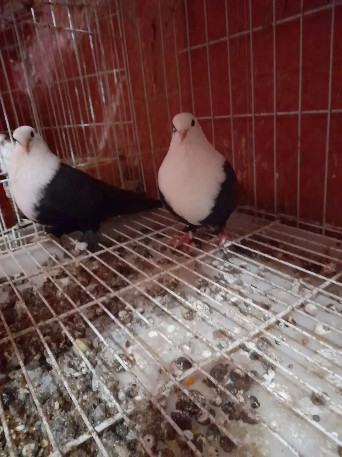 نرماده کلاغ سیاه باجوجه هاش|پرنده|شوشتر, |دیوار