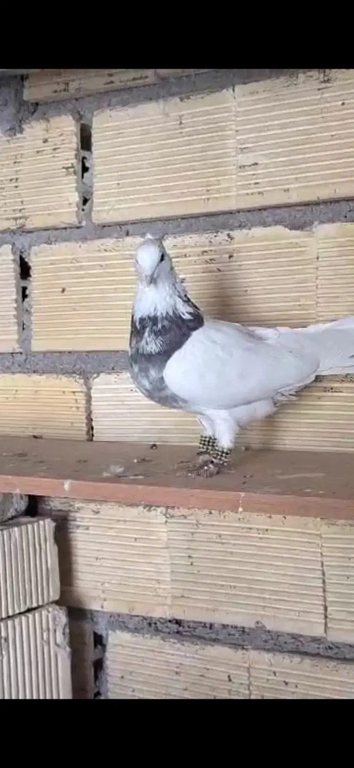 طوقی|پرنده|فارسان, |دیوار