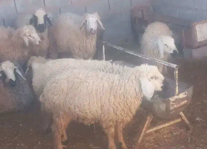 بره نر|حیوانات مزرعه|نگار, |دیوار