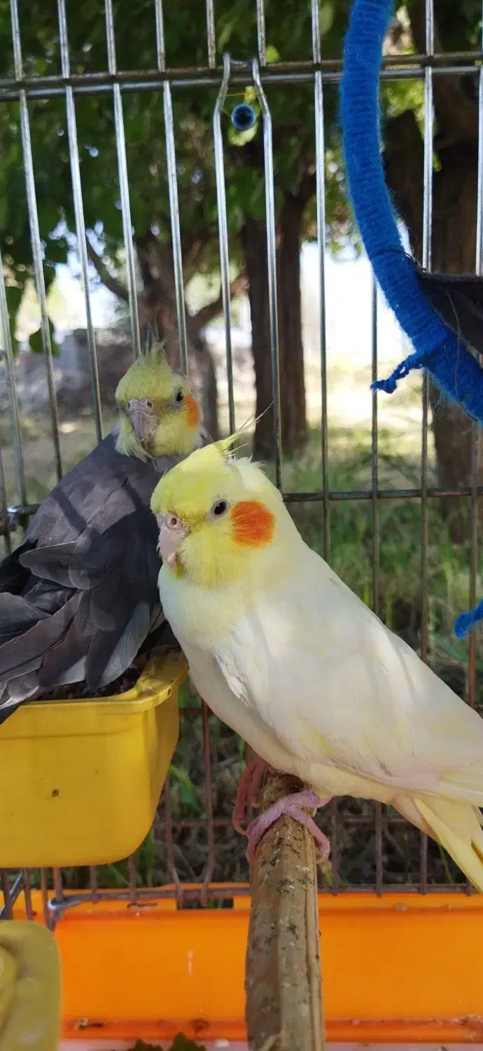 عروس هلندی مولد سخنگو|پرنده|دهگلان, |دیوار