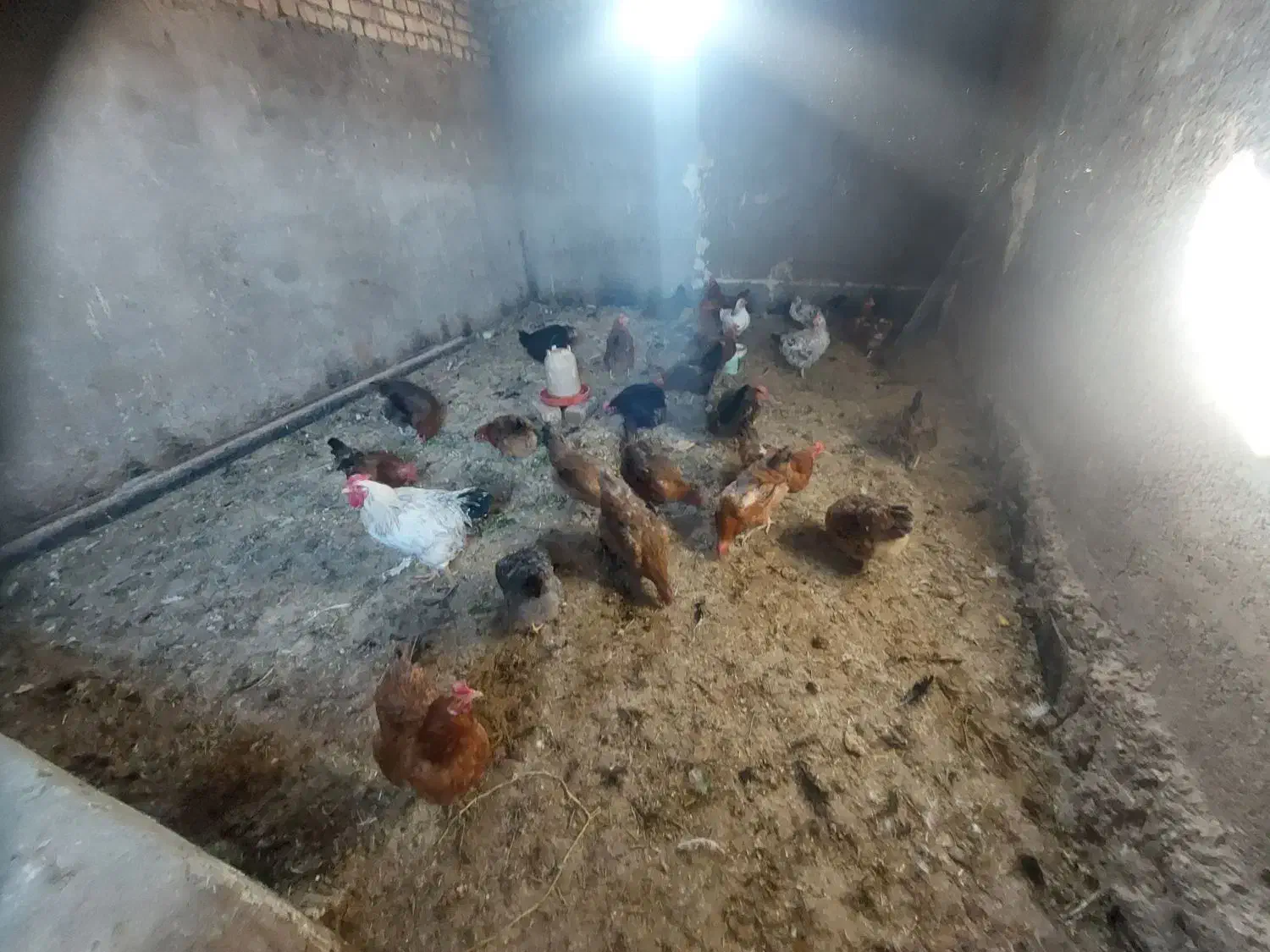 تخم مرغ محلی ۸ تومن تولید روزانه|خوردنی و آشامیدنی|قوچان, |دیوار