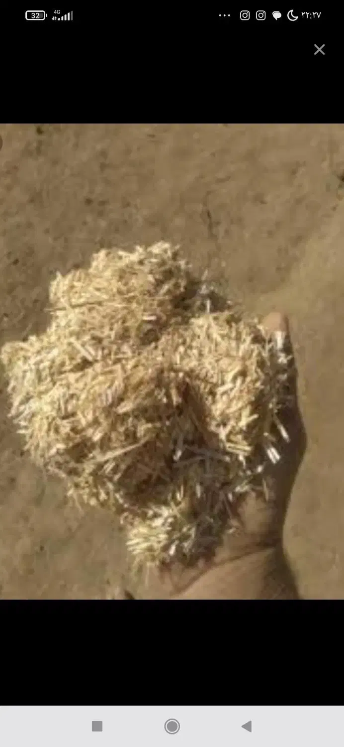 کاه سفید تحویل درب انبار|لوازم جانبی حیوانات|گلپایگان, |دیوار