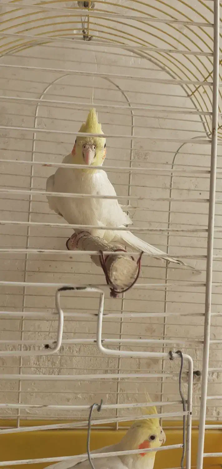 عروس هلندی|پرنده|اصفهان, جاوان|دیوار