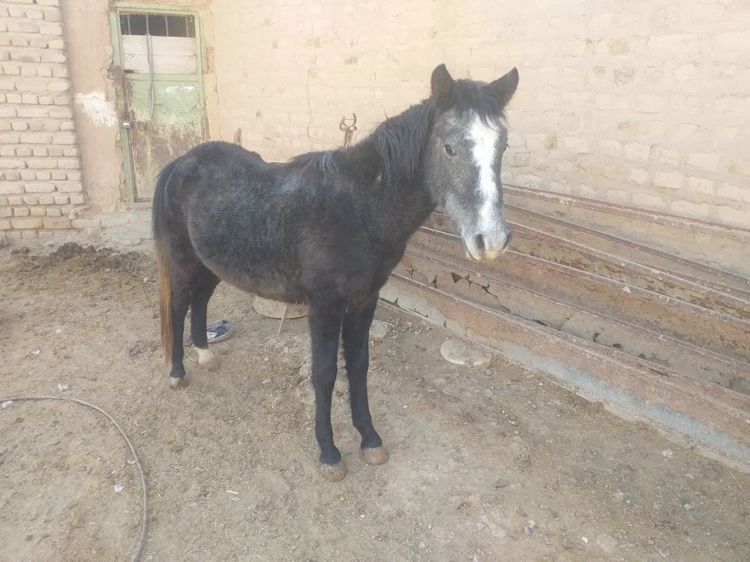 کره اسب مادیان ۱۴ماهه|اسب و تجهیزات اسبسواری|رامند, |دیوار