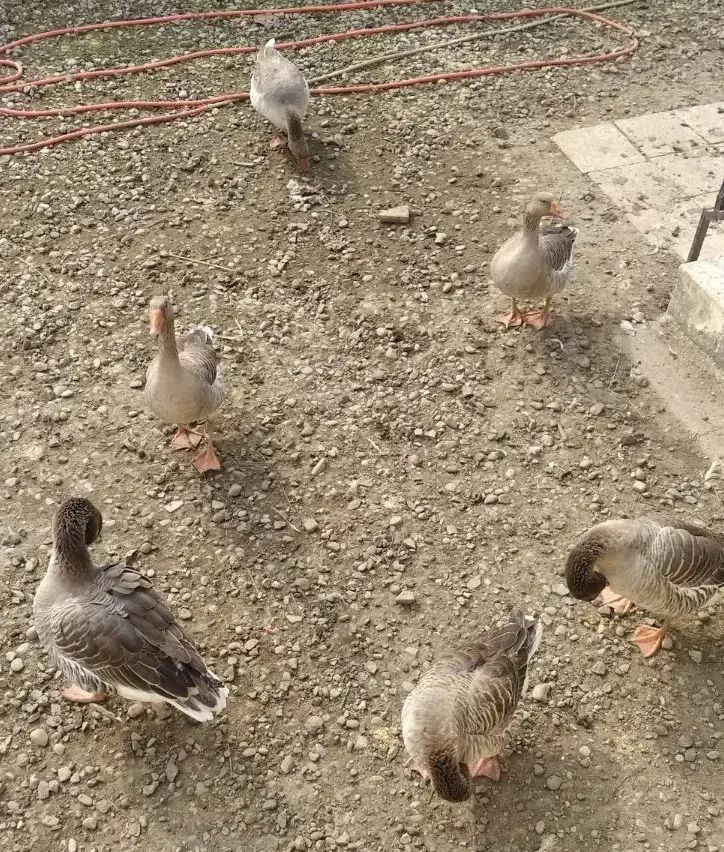 غاز نر|حیوانات مزرعه|رشت, کوی طالقانی|دیوار