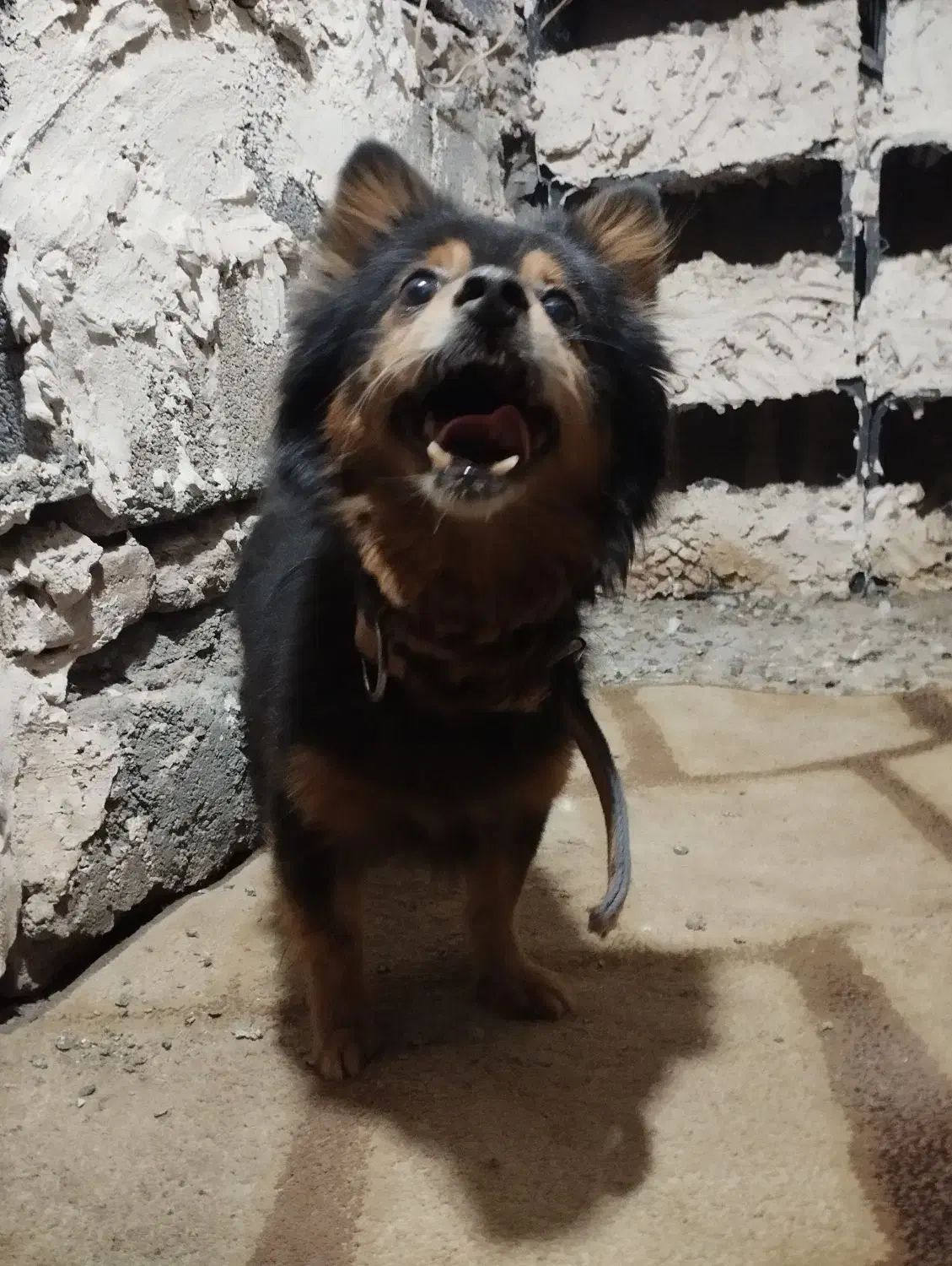 سگ پاکوتاه|سگ|کرمانشاه, |دیوار