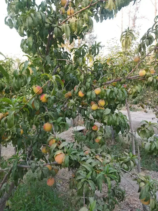 فروش ۳۰۰۰زمین باغی|فروش زمین و ملک کلنگی|قدس, زرنان پایین|دیوار