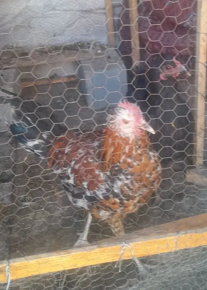 جوجه خروس و مرغ سیاه رنگ درشت|حیوانات مزرعه|جهرم, |دیوار