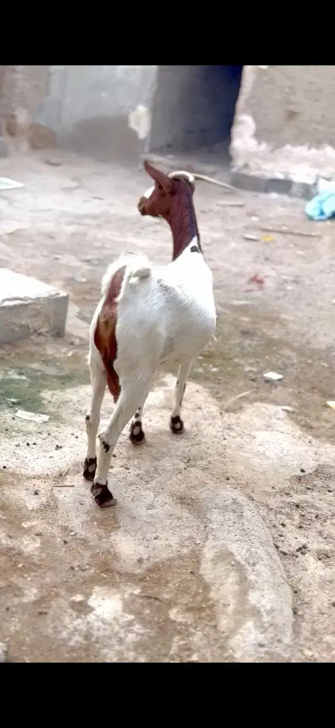 بز چند قلوزا|حیوانات مزرعه|گراش, |دیوار