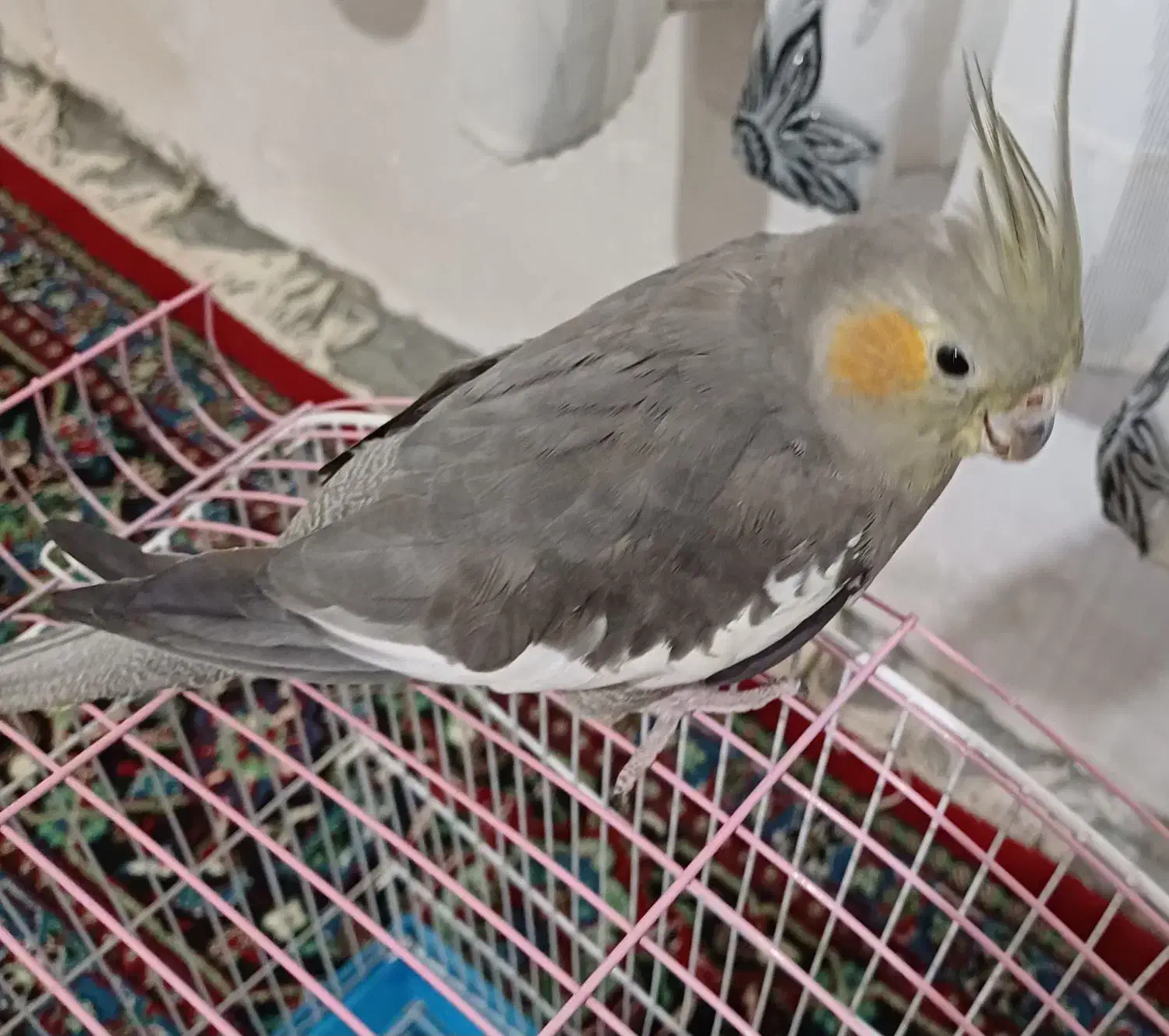 عروس هلندی کم سن|پرنده|مریوان, |دیوار